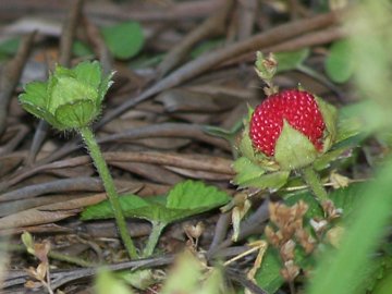 Potentilla indica (=Duchesnea indica) / Fragola matta